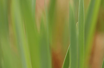 grass0002.gif